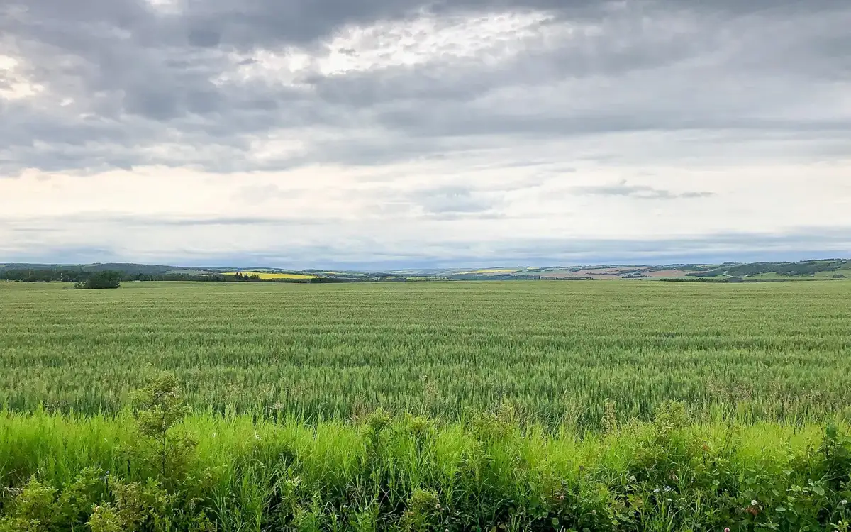 Green field under a big sky north of Fort St. John