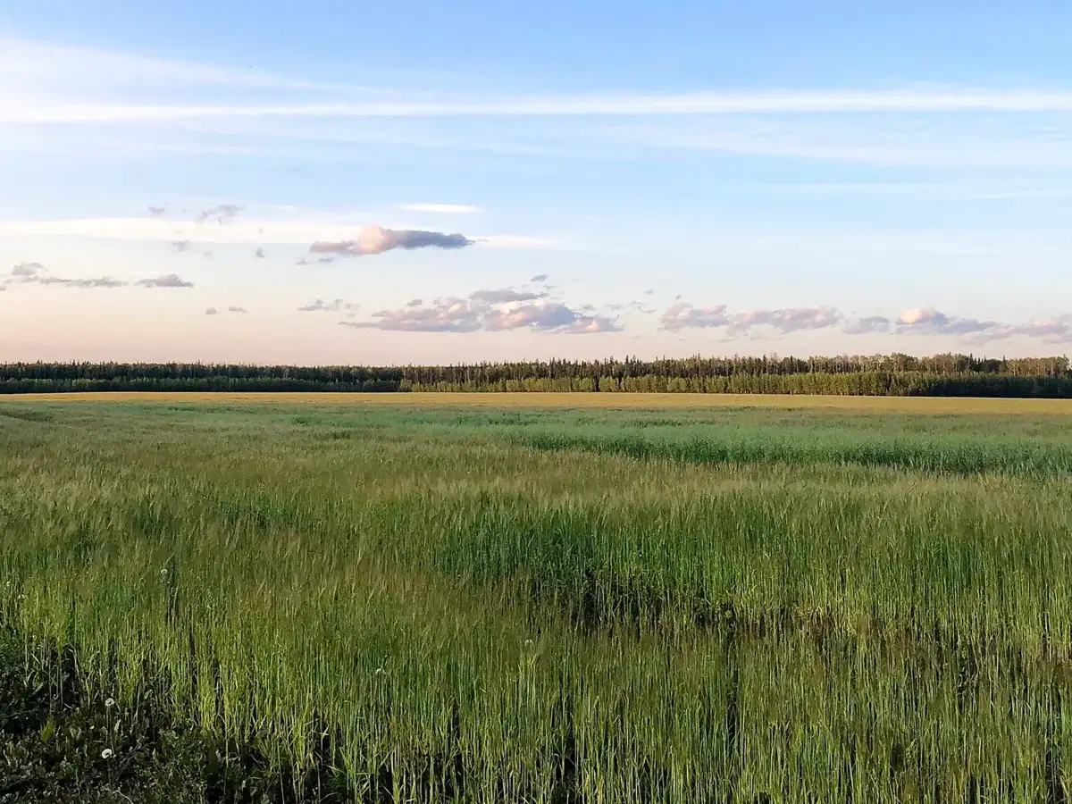 Tall grass field at sundown northeast of Fort St. John